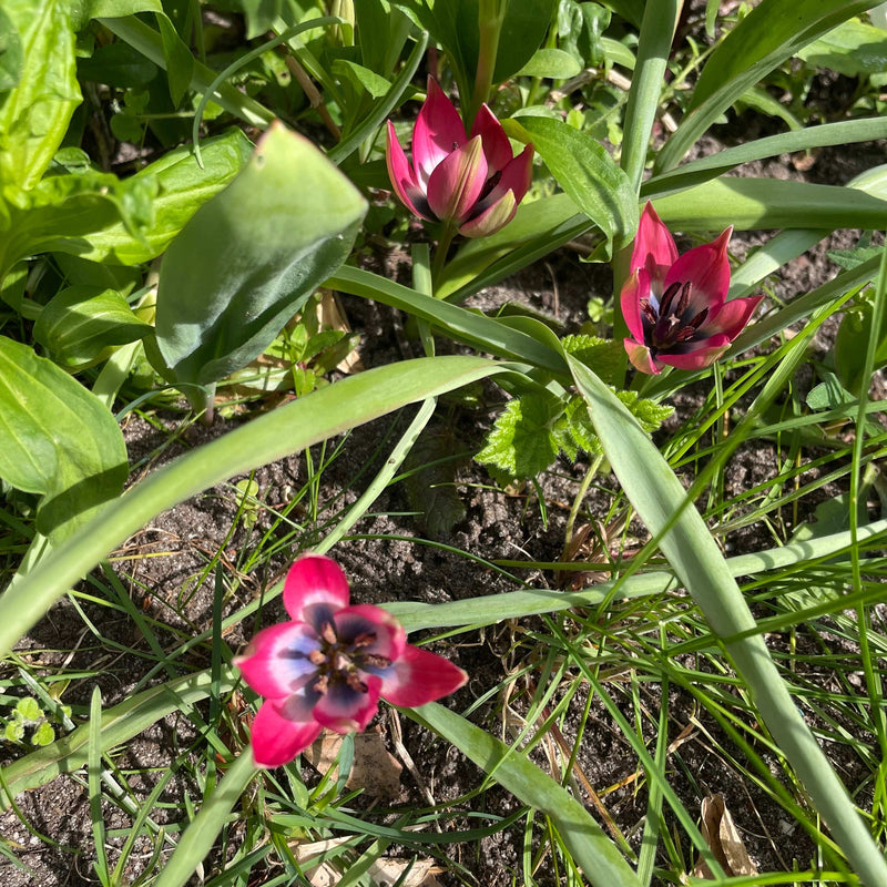 tulp little beauty ib de tuin