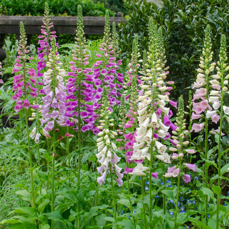 vingerhoedskruid, verschillende tinten roze en paarse bloemen op lange groene stengels