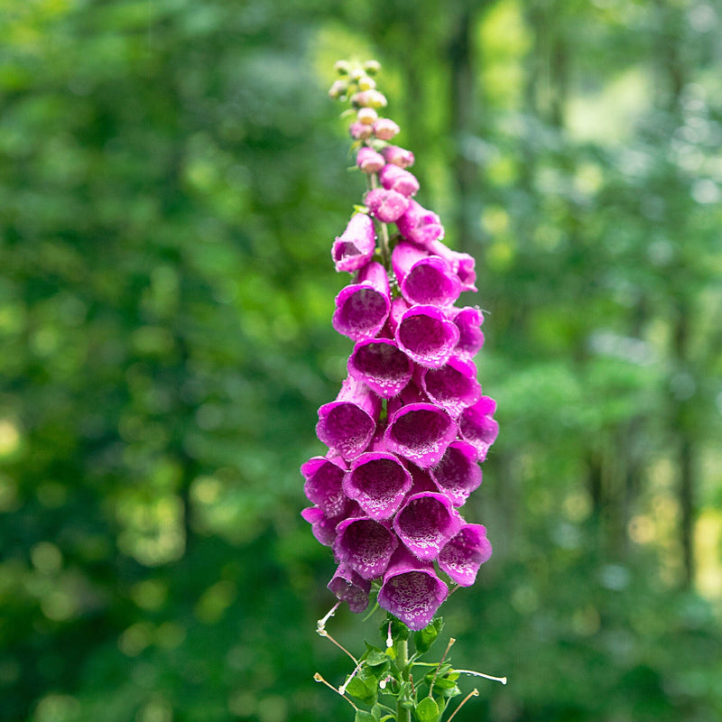 paarse bloemen op aren van bio vingerhoedskruid