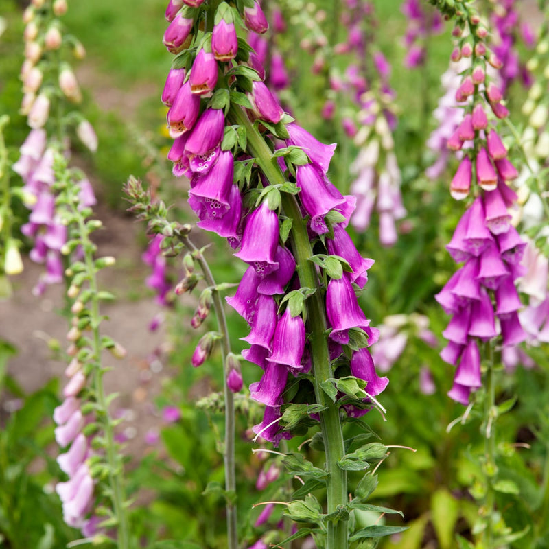 vingerhoedskruid, verschillende tinten roze en paarse bloemen op lange groene stengels