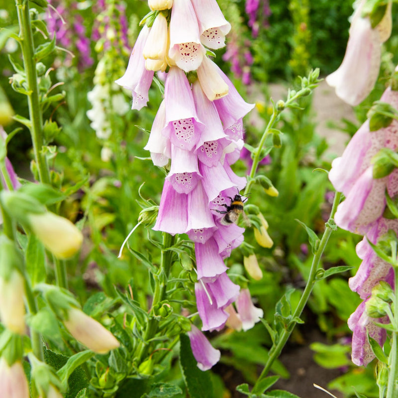 roze klokjes aan een stengel met een hommel