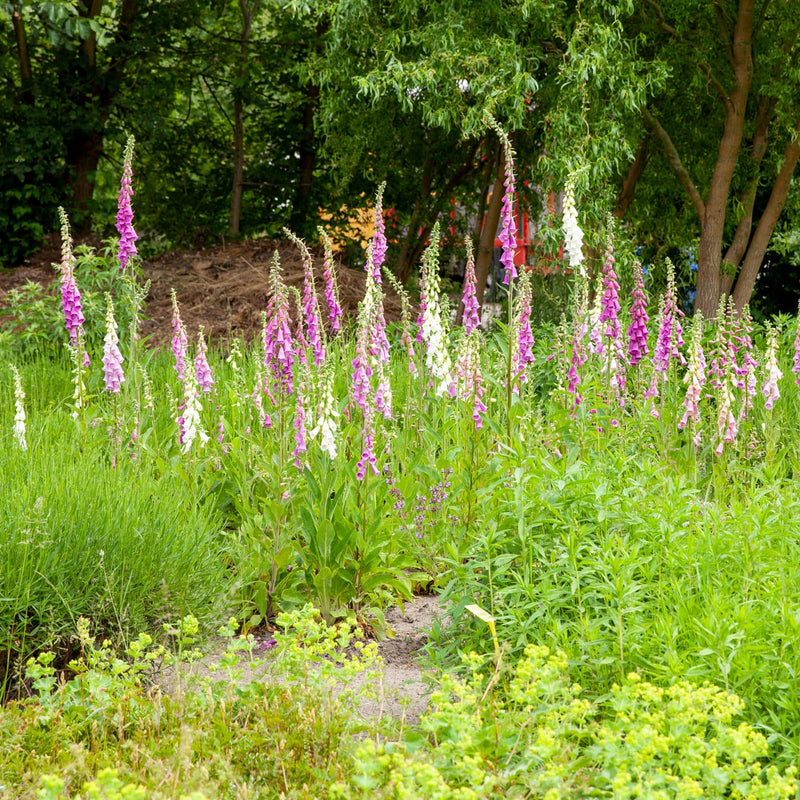 verschillende kleuren roze, paars en witte vingerhoedskruid klokjes op lange stelen in een tuin