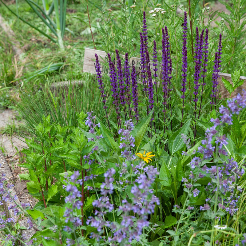vlinderpakket in het voorjaar in een border