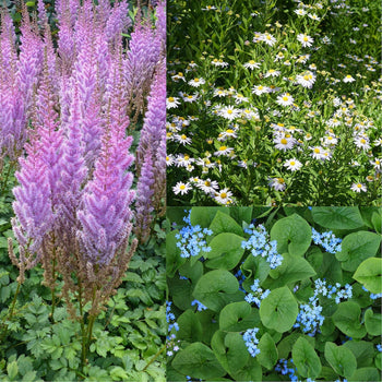 Lange bloei Half-zon