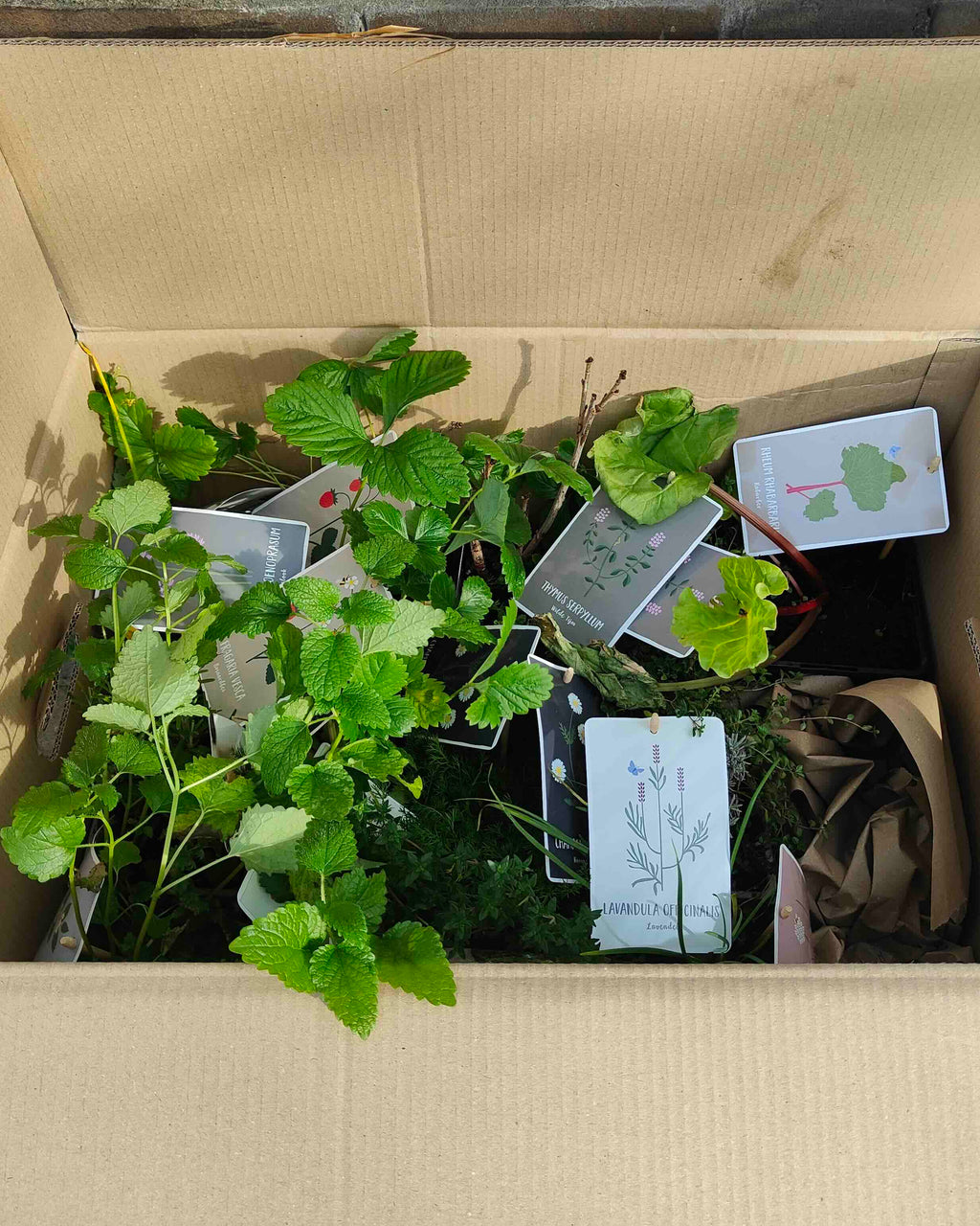 de huiberts in bollen velden