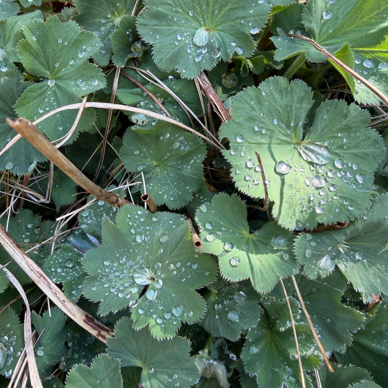 close up vrouwenmantel met douwdruppels