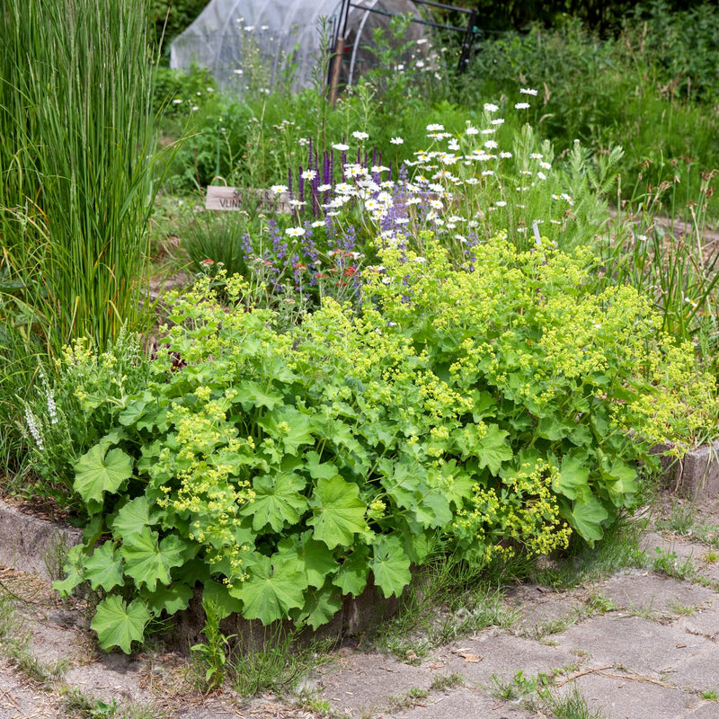 Vrouwenmantel in bloei in een border