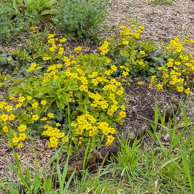 biologische bodem bedekker met gele bloem op groen blad