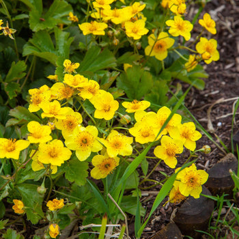 Waldsteinia