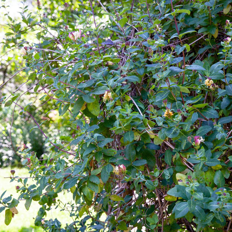 wilde kamperfoelie in een tuin