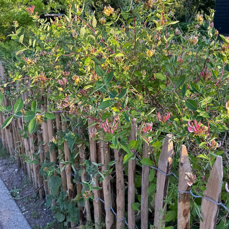 Wilde kamperfoelie in tuin tegen hek