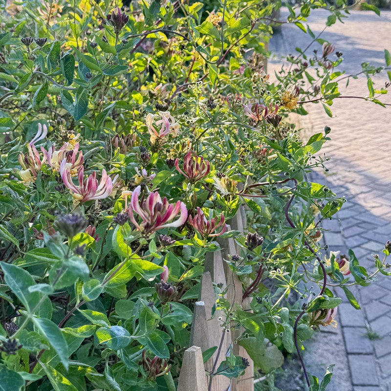 Wilde kamperfoelie in border voortuin