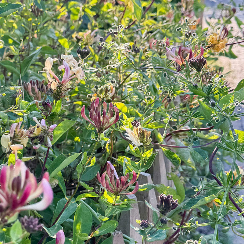 wilde kamperfoelie close up bloemen