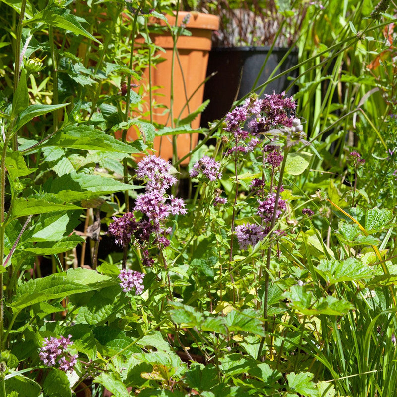 wilde marjolein in een border