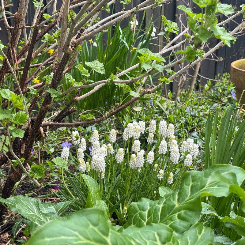 witte druifjes tussen het groen in een border