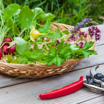 Peterselie Gigante d'Italia - Zaden
