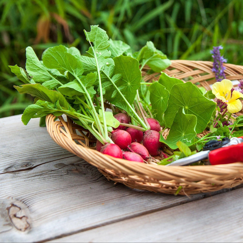 Radijs Cherry Belle - Zaden