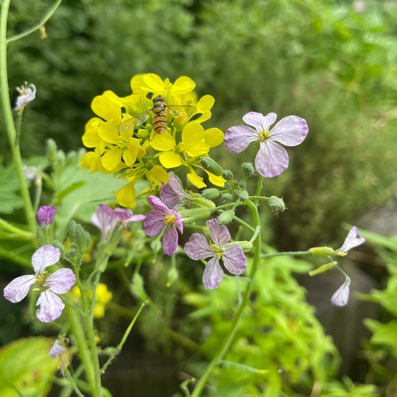 Bloemenmengsel Tübinger - zaden