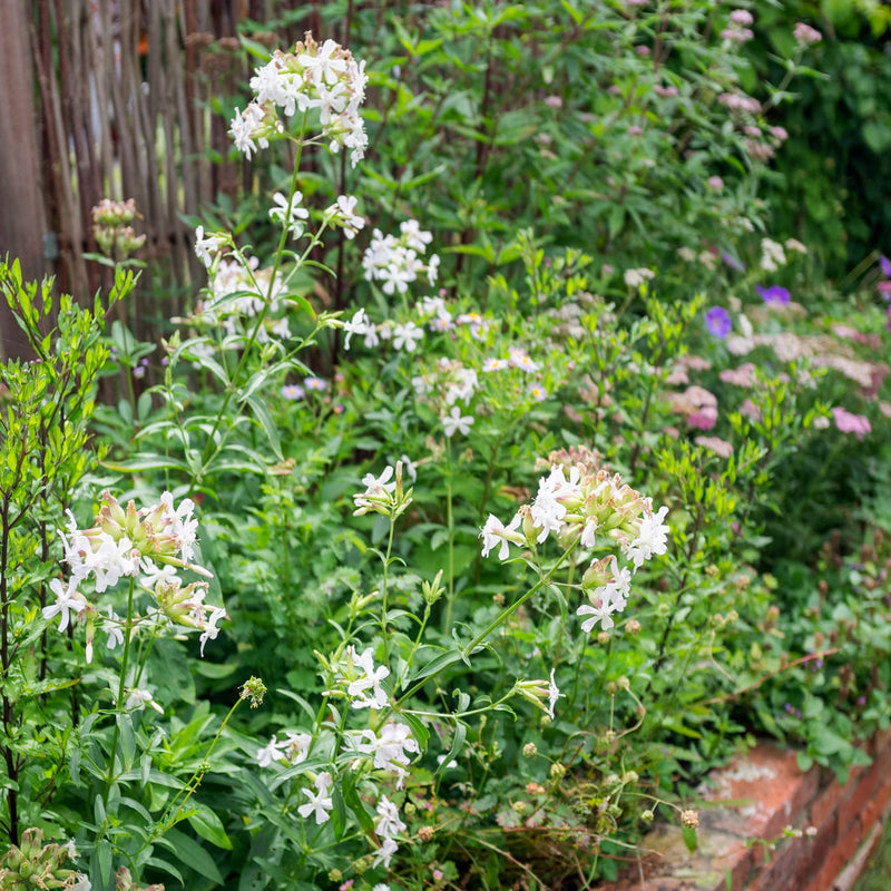 biologische vaste plant met wit roze bloem in een border