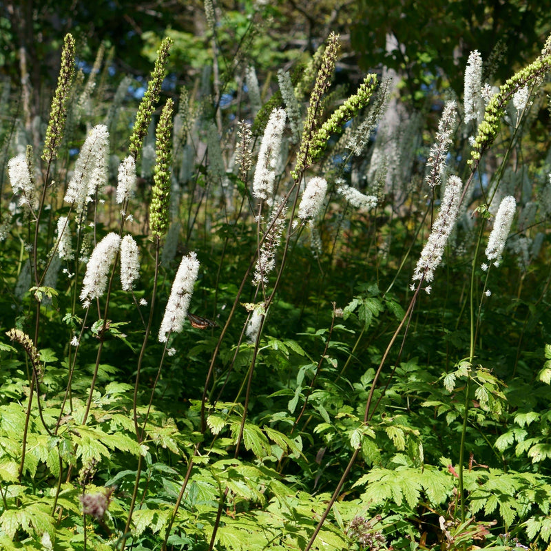 Biologische zilverkaars, witte pluimen boven groen blad