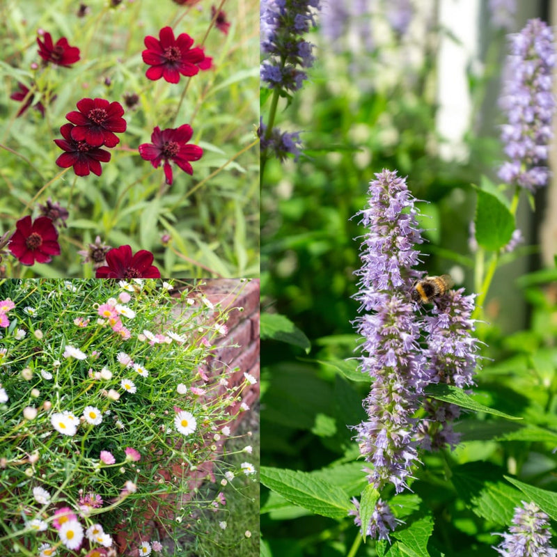 Zomerknallers Contrast