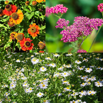 Zomerbloei Oranje-cassis-blauw