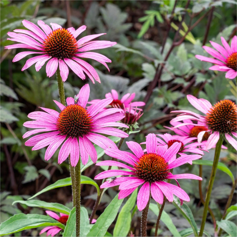 Zonnehoed magnus, een tuinplant met felroze bloemen op lange stengels, met een bollend roestkleurig hart