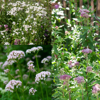 Zweefvliegen inheems