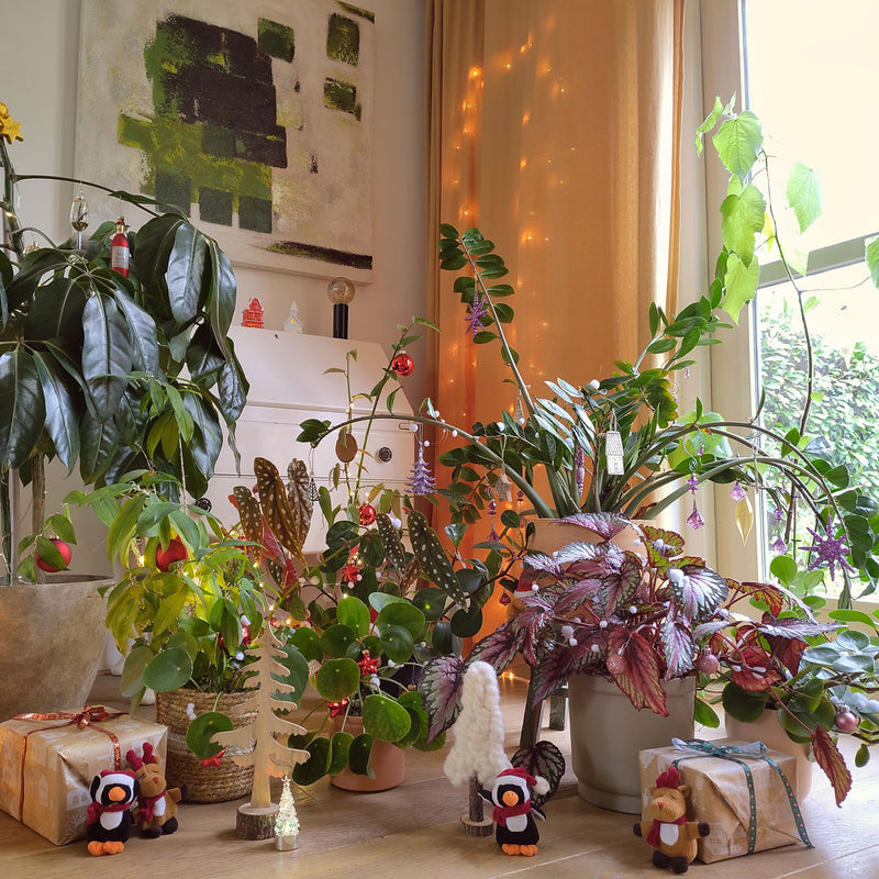 ZZplant tussen diverse planten met kerstversiering