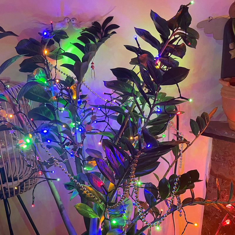 ZZ plant met gekleurde kerstverlichting