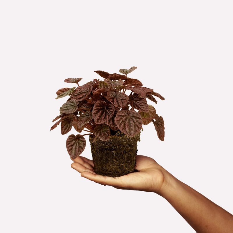     2021_productfoto-kamerplanten-bio_Rattenstaartje-totaal-V2  2048 × 2048px  Rattenstaartje, hand met plantje met donkere bladeren en kale kluit