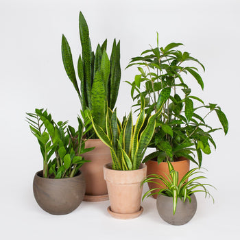 Onverwoestbaar pakket