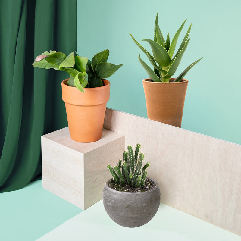 Foto van drie biologische vetplanten en cacti in groene set 