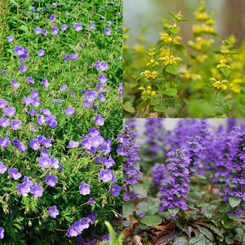 Inheemse Bodembedekkers-pakket