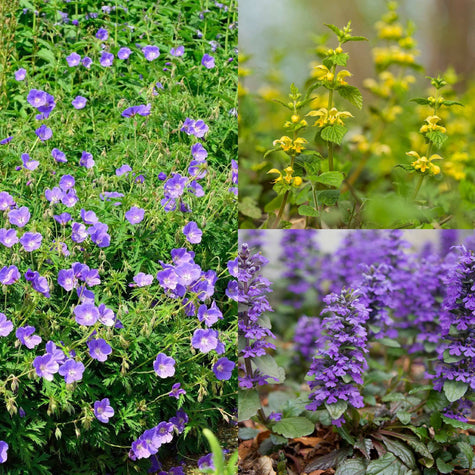 Inheemse Bodembedekkers-pakket