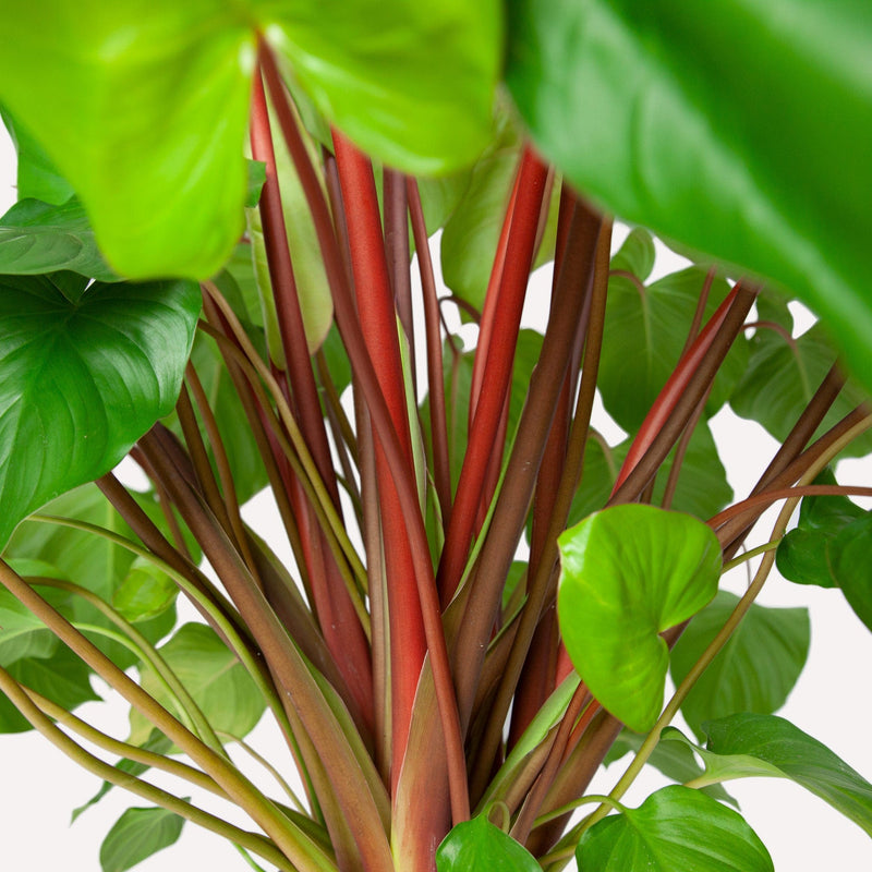 Homelamena, close up van rode stelen met daarop groene hartvormige bladeren