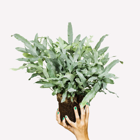 Zinkvaren in pot 🎁