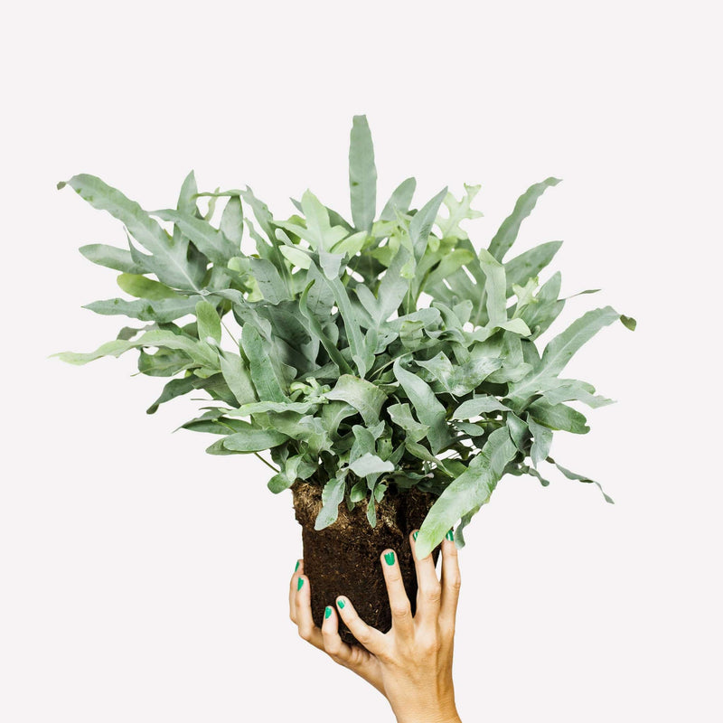 Zinkvaren, hele plant met lange, grijs-groene bladeren, vastgehouden door twee handen