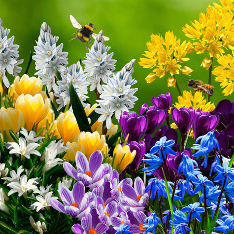 Banket voor Vroege Bijen