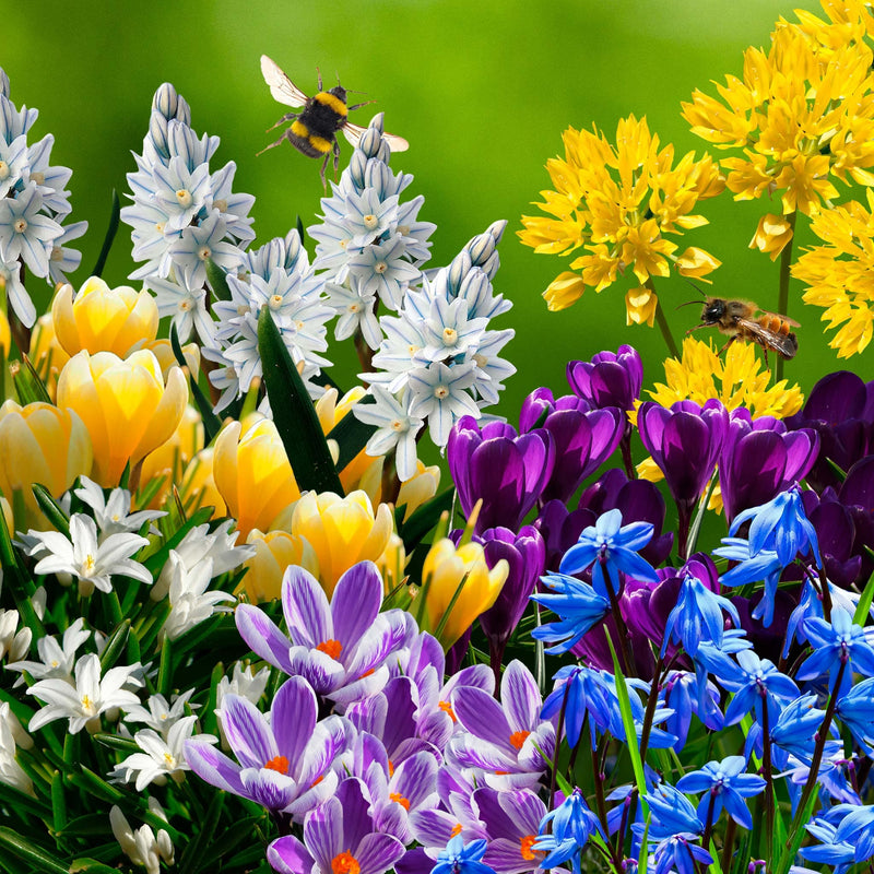 banket voor vroege bij, collage van verschillende bloemen in paars, geel en wit