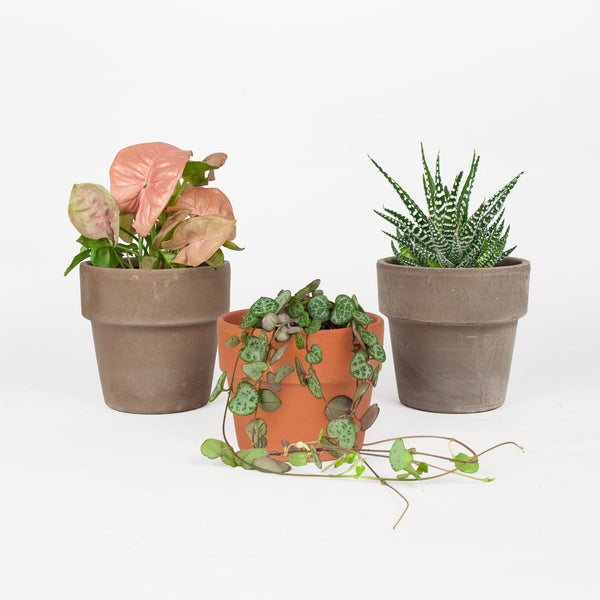 Drie schattige mini's