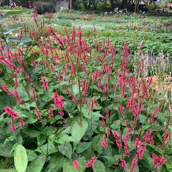 Duizendknoop Firedance