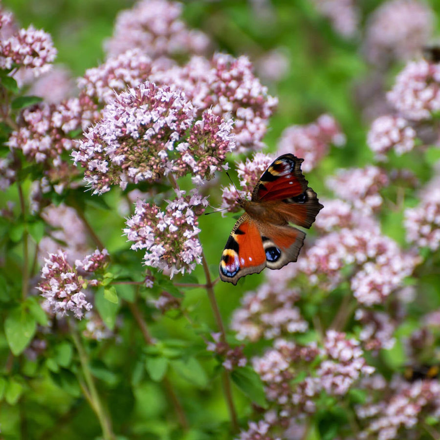 Opkikker voor biodiversiteit
