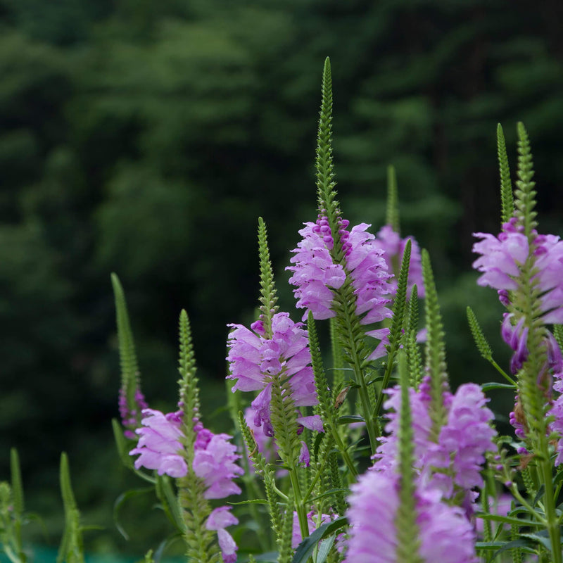 Meedere scharnierbloemen Physostegia virginiana Bouquet Rose in veld