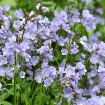 Jacobsladder Blue Pearl