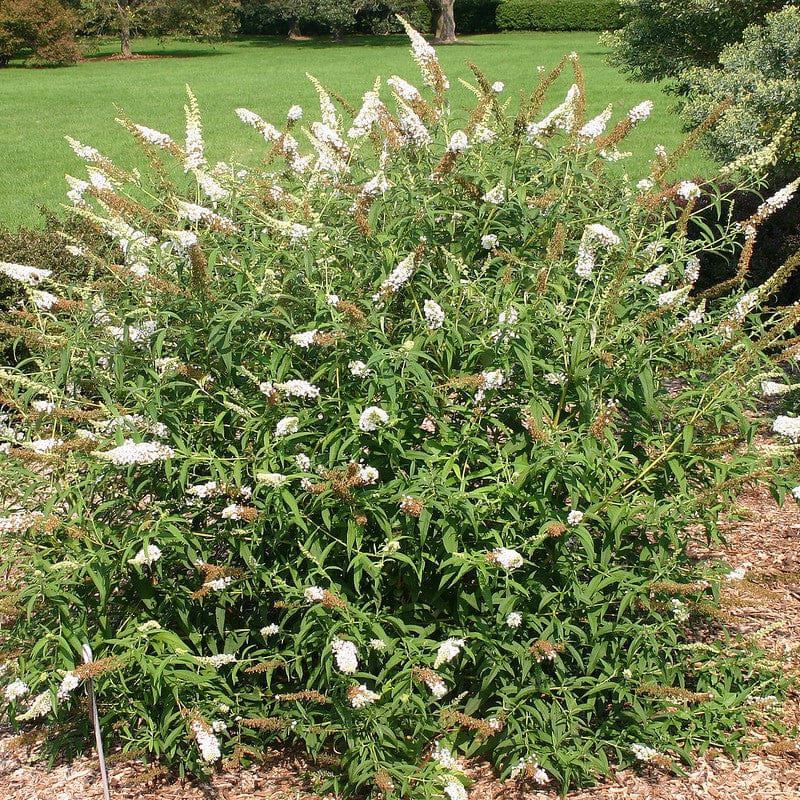 Vlinderstruik White Profusion Bestellen? Biologische Tuinplanten – Sprinklr