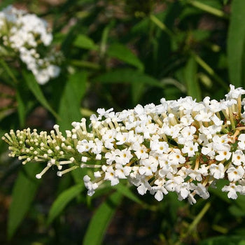 Vlinderstruik White Profusion