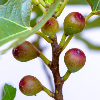 Dwergvijg Little Miss Figgy