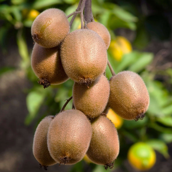 Kiwi deliciosa Jenny