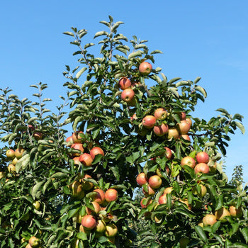 Appelboom Ecolette